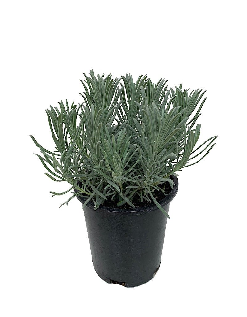 Lavandula x intermedia 'Phenomenal' - Herbs and Vegetables