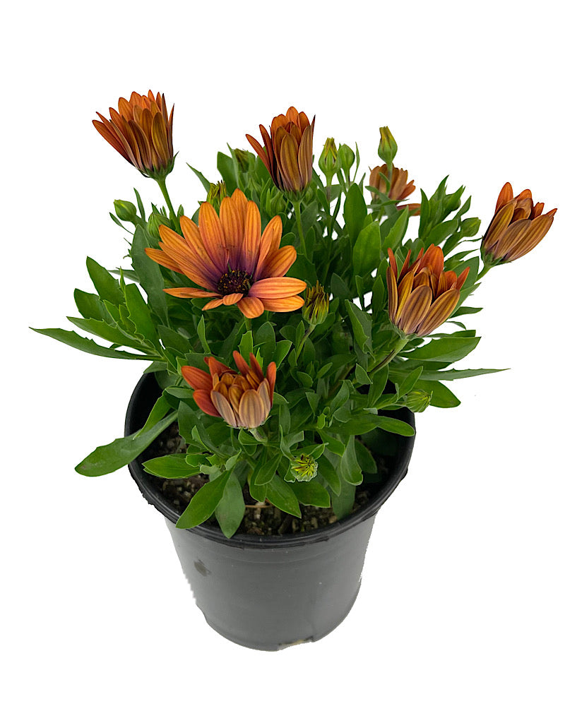 Osteospermum 'Serenity Bronze' 1 Gallon