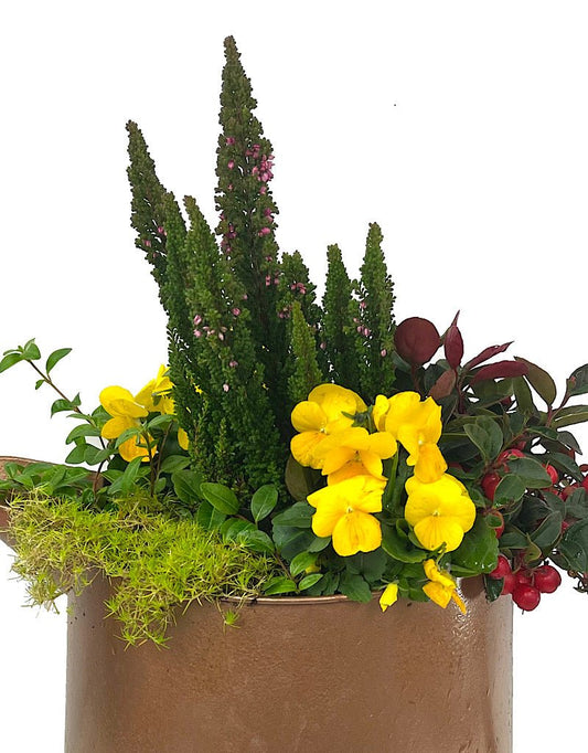 GC Exclusive 3 - The Garden Corner