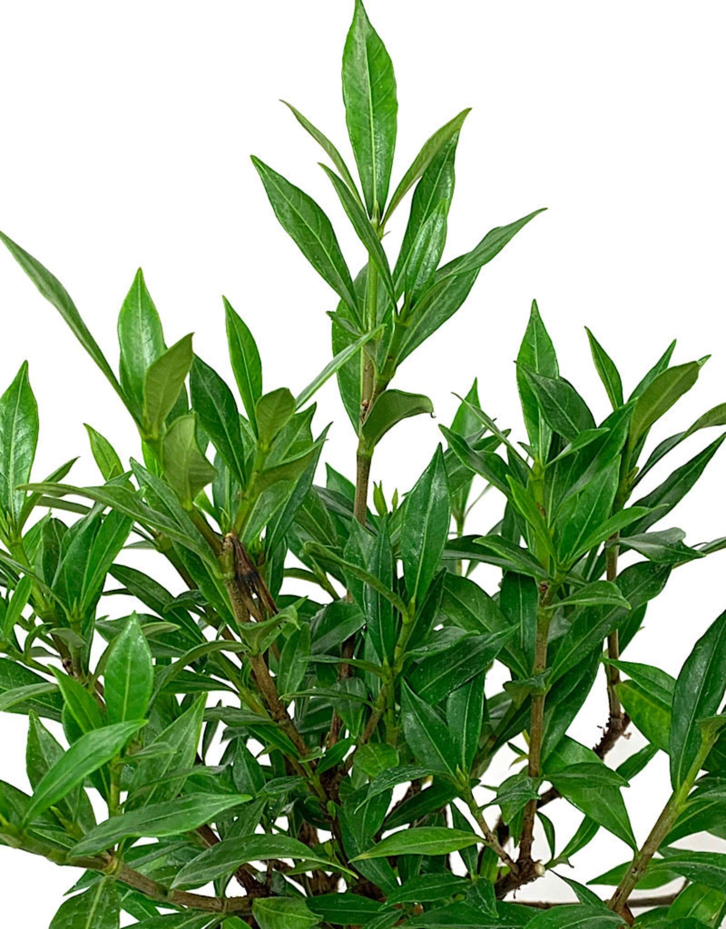 Gardenia jasminoides 'Frost Proof ' - Shrubs