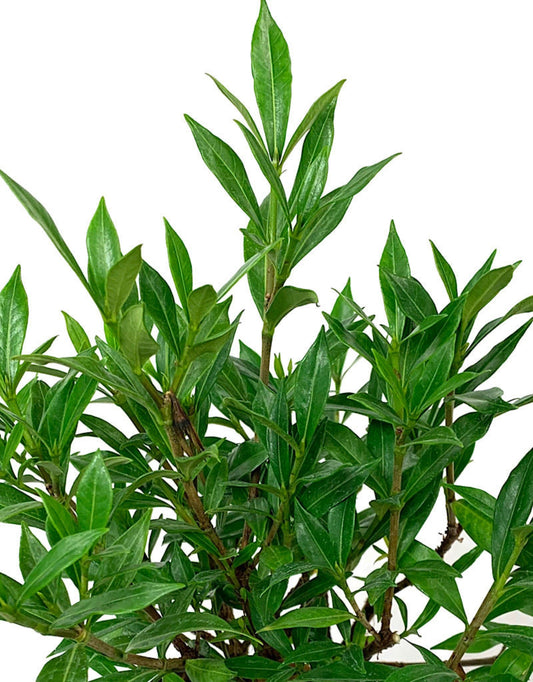 Gardenia jasminoides 'Frost Proof ' - Shrubs