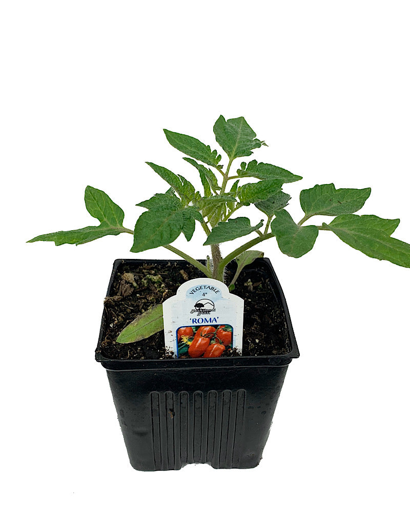 Tomato 'Roma'