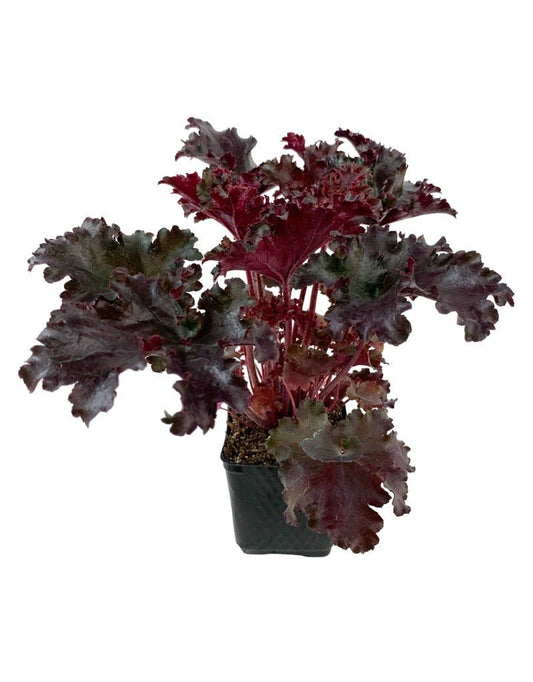Heuchera 'Black Taffeta' - The Garden Corner
