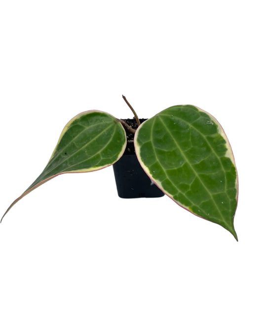 Hoya macrophylla - The Garden Corner