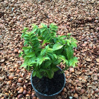 Ulmus m. 'Jacqueline Hilli' 4 Inch