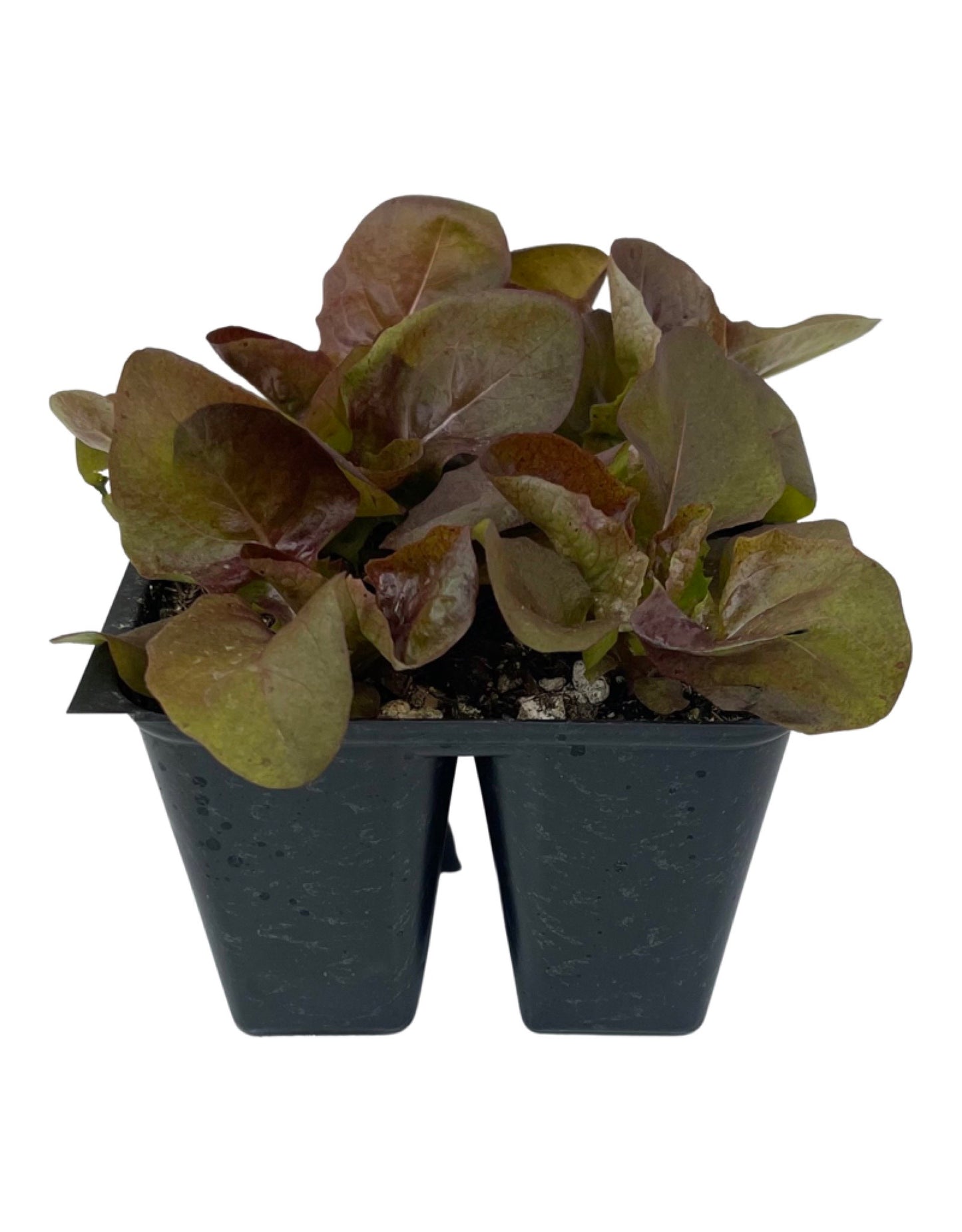 Lettuce 'Red Butter'