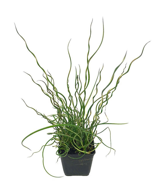 Juncus Effusus 'Lemon Swirl' 4 inch - The Garden Corner