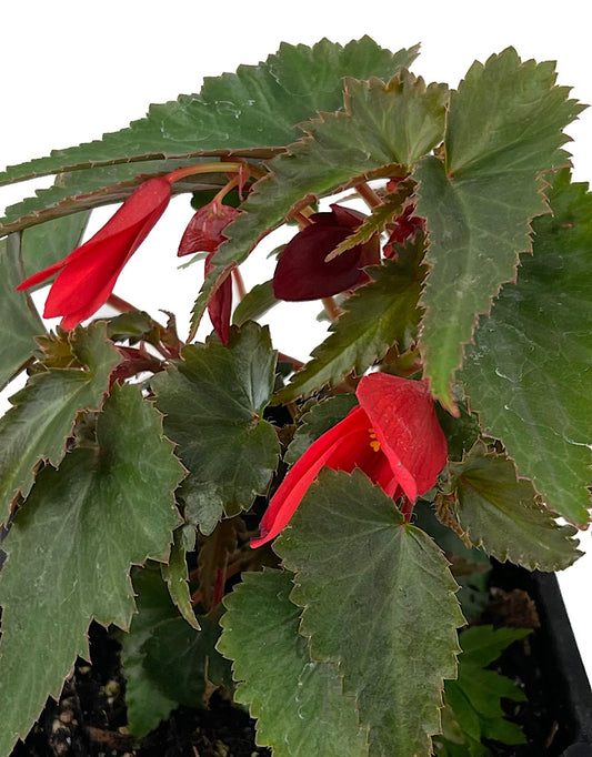 Begonia 'Mistral Dark Red'