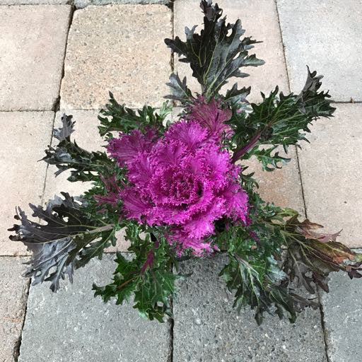 Kale 'Glamour Red' 4 Inch