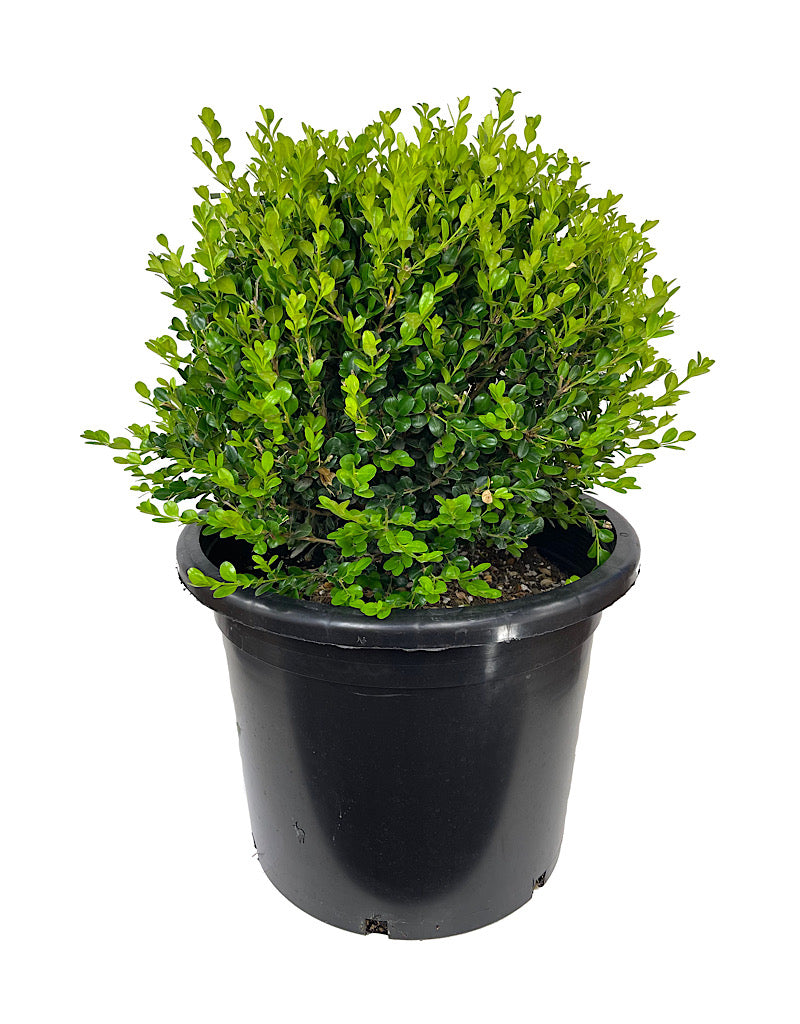 Buxus 'Winter Gem' Globe