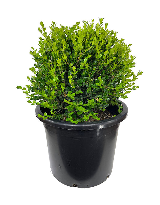 Buxus 'Winter Gem' Globe