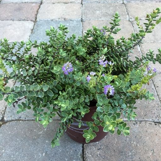 Hebe 'Inverey' 1 Gallon - The Garden Corner