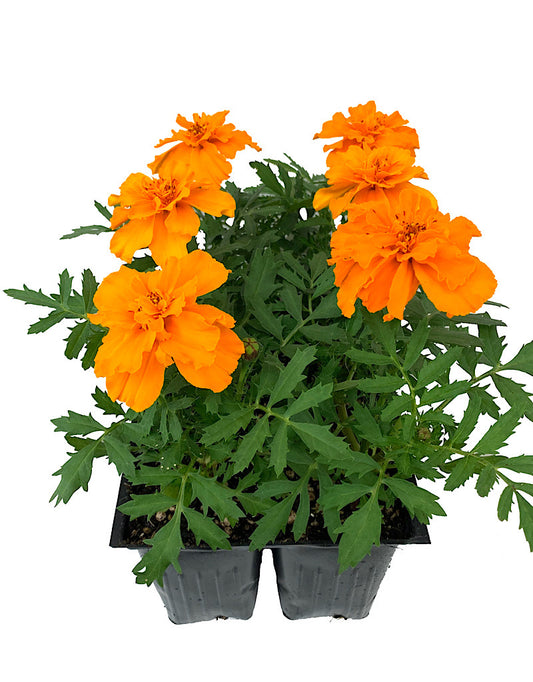 Marigold 'Safari Tangerine'  Jumbo Traypack
