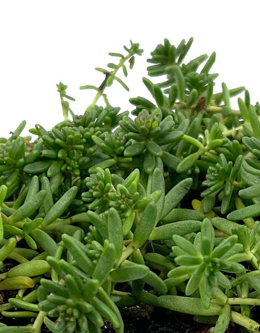 Sedum album 'Murale' 4 inch - The Garden Corner