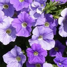 Petunia 'Surfinia Sky Blue'