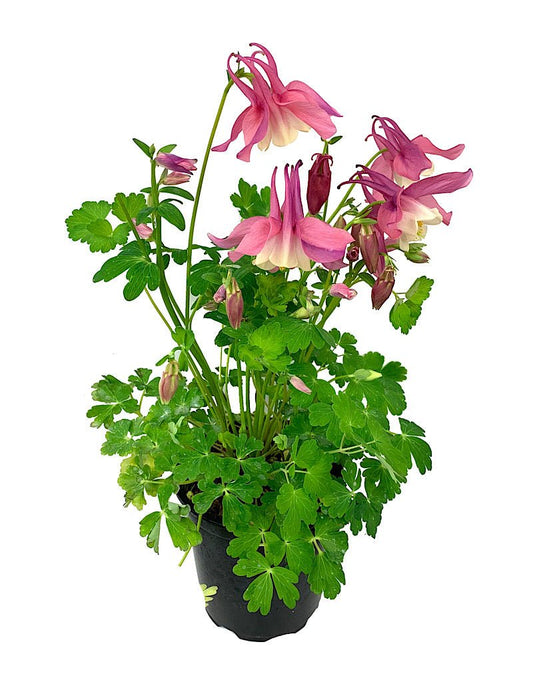 Aquilegia caerulea 'Spring Magic Rose/White Quart - The Garden Corner