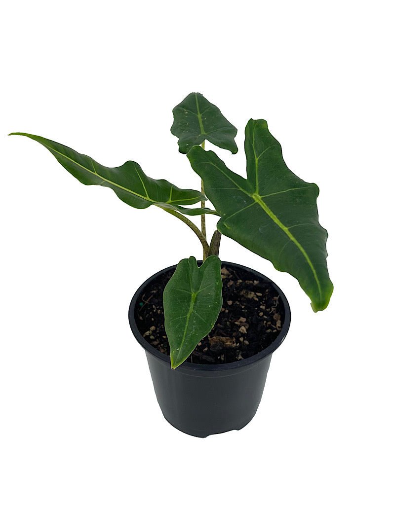 Alocasia 'Sarian' - The Garden Corner