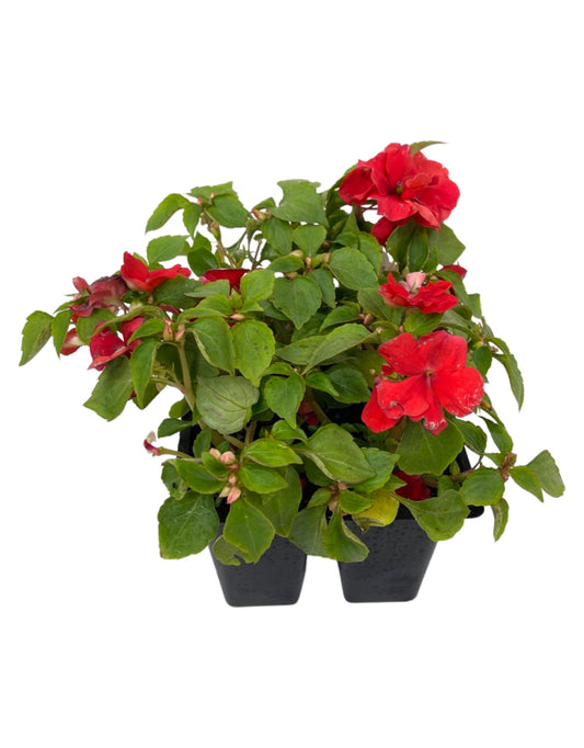 Impatiens 'Beacon Bright Red'