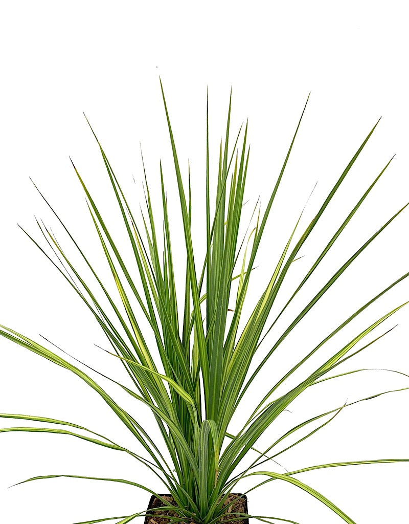 Cordyline 'Jive'  1 gal
