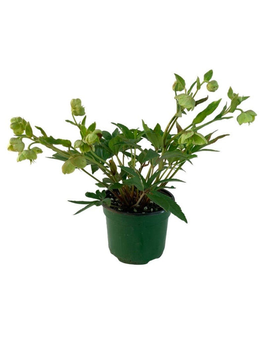 Helleborus x sahinii 'Winterbells' - The Garden Corner