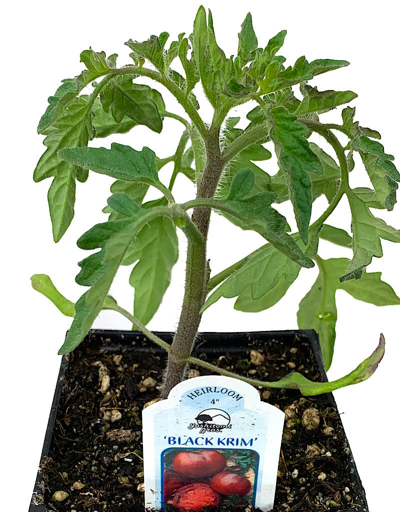 Tomato 'Black Krim'