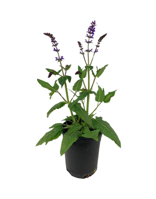 Salvia nemorosa 'Blue by You' - The Garden Corner