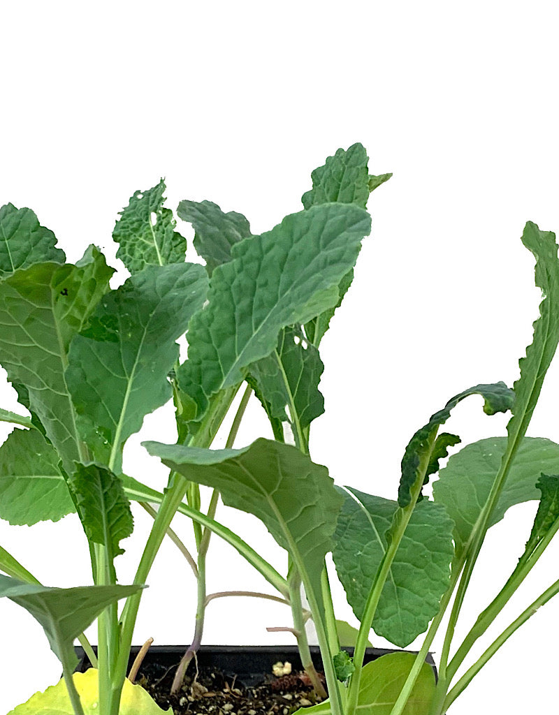 Kale 'Nero di Toscana' Jumbo Traypack