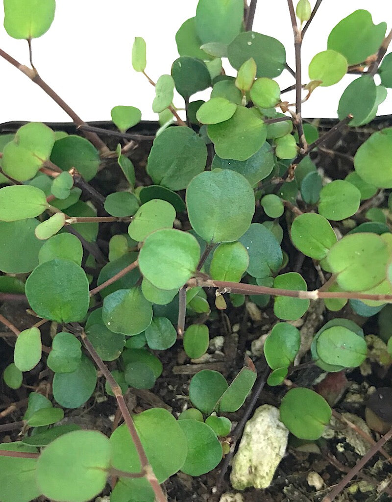 Muehlenbeckia complexa
