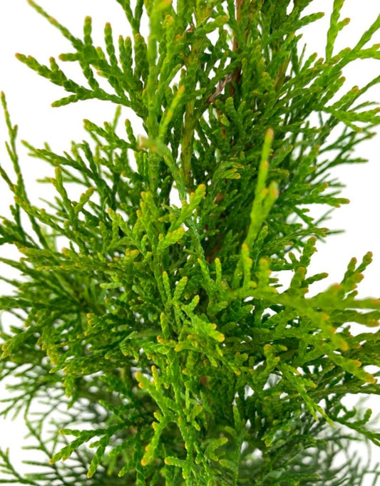 Thuja occidentalis 'Smaragd' - The Garden Corner