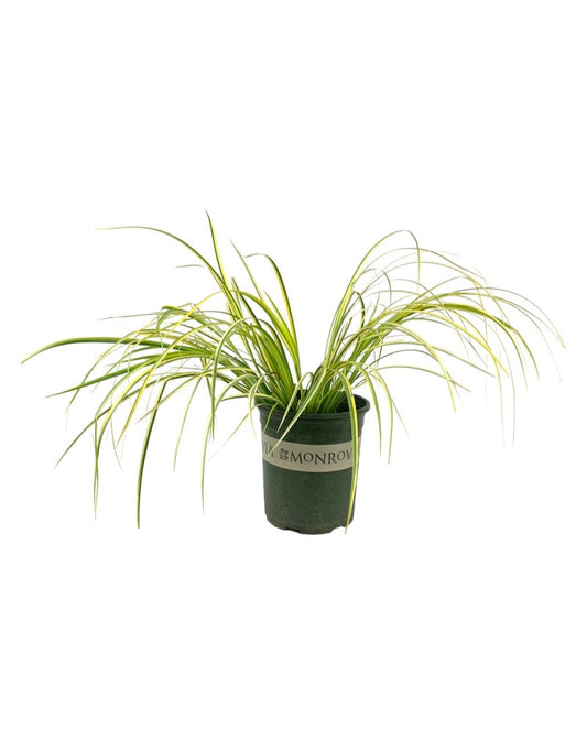Acorus gramineus 'Ogon'