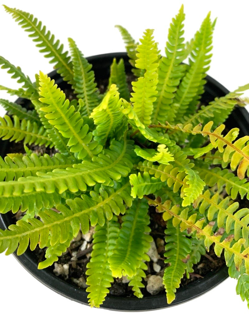 Blechnum spicant 'Deer Fern'