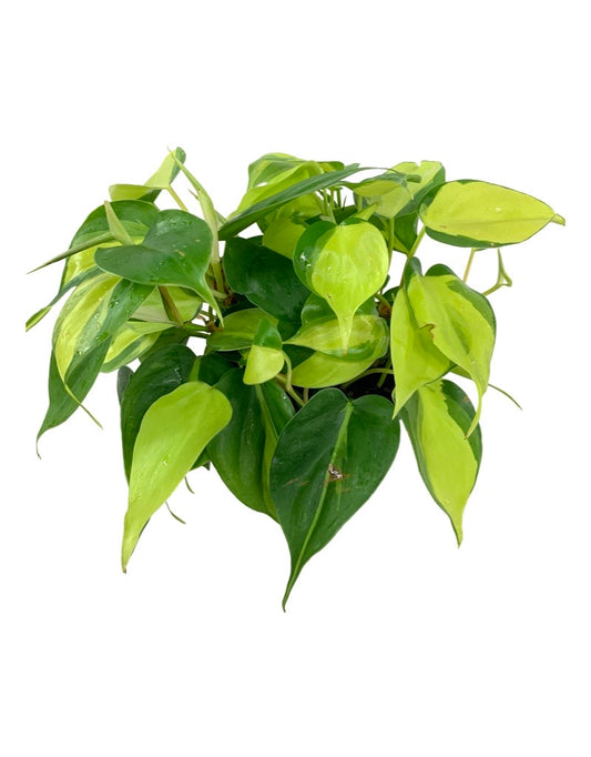 Philodendron hederaceum 'Brasil'
