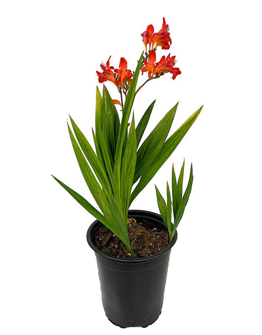 Crocosmia 'Limpopo' 1 Gallon - The Garden Corner
