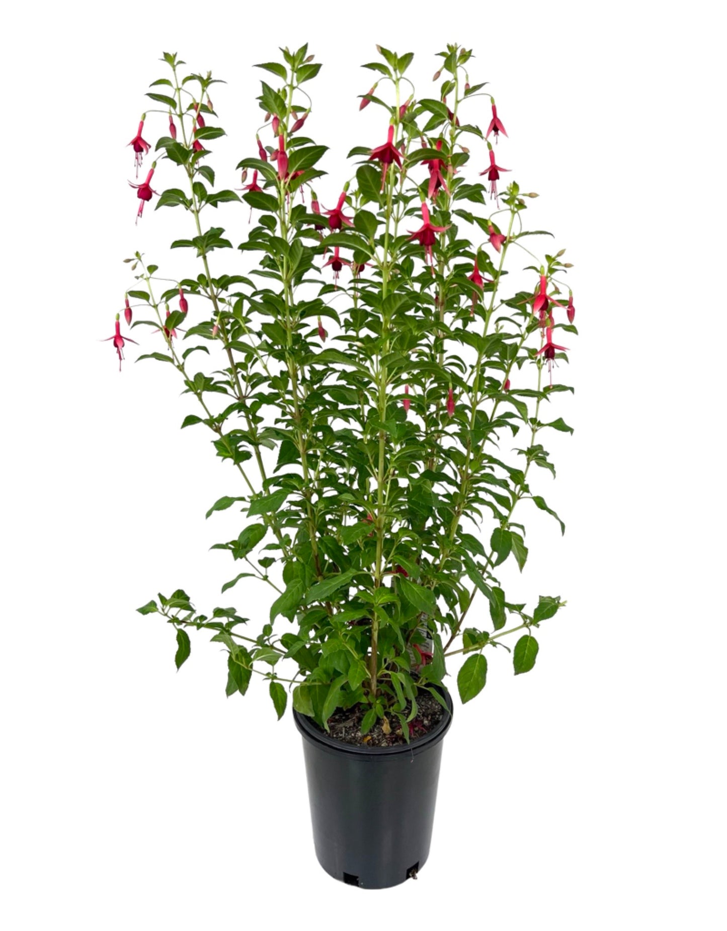 Fuchsia 'Flash'