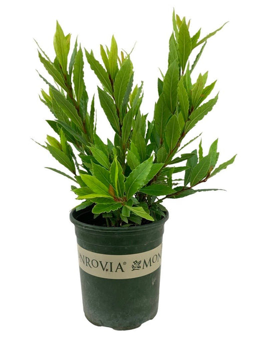 Laurus nobilis 'Little Ragu' - The Garden Corner