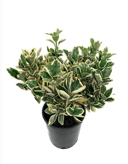 Euonymus japonicus 'Silver King' 1 Gallon - The Garden Corner