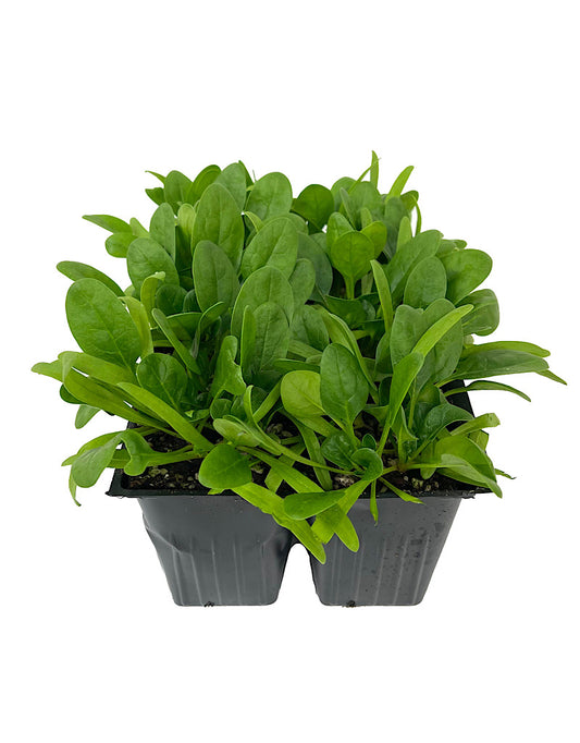 Spinach 'Olympia' Jumbo Traypack