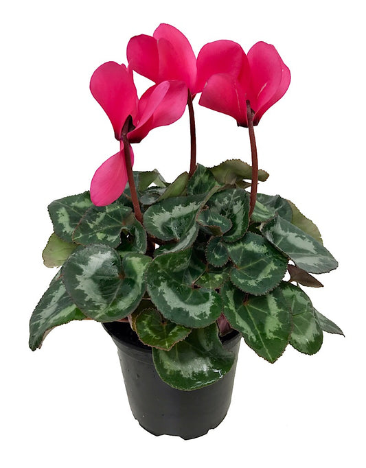Cyclamen 'Laser Synchro'