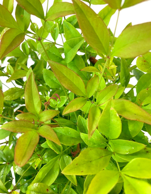 Nandina domestica 'Tuscan Flame'