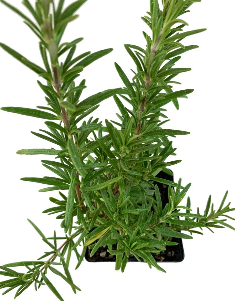 Rosmarinus officinalis 'Spice Island' 4 Inch