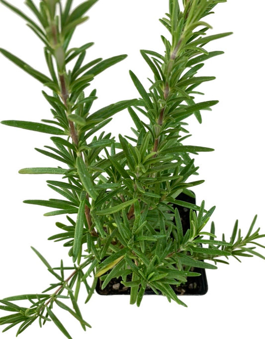 Rosmarinus officinalis 'Spice Island' 4 Inch