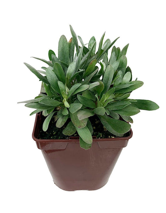 Convolvulus cneorum - The Garden Corner