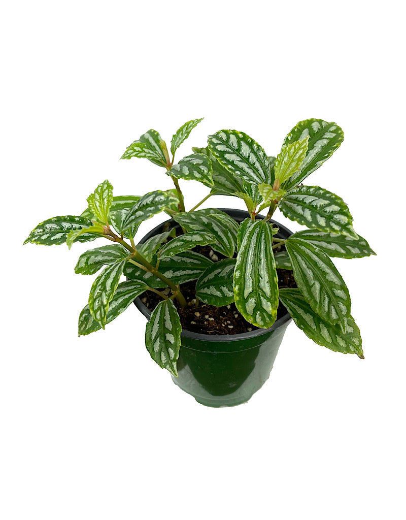 Pilea cadierei 4 inch - House Plants