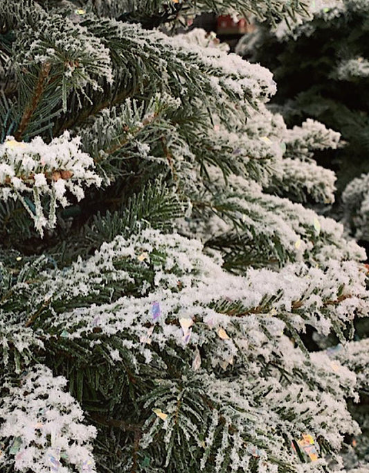Christmas Tree Flocking Service - Christmas Trees