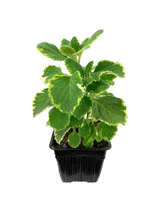 Plectranthus ciliatus 'Lemon Twist' 4 Inch