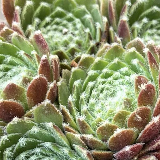 Sempervivum 'Icicle' 4 inch - The Garden Corner