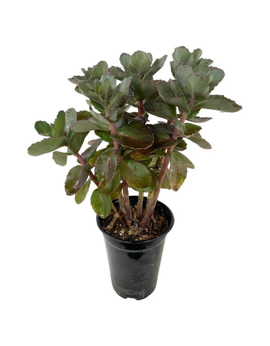 Sedum 'Night Embers' - The Garden Corner