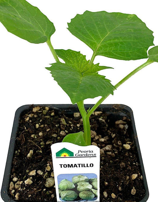 Tomatillo - The Garden Corner