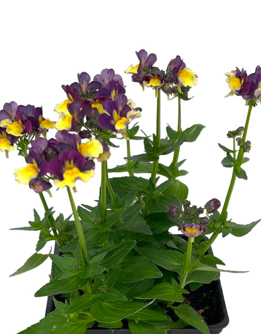 Nemesia 'Sunglow Yellow Bicolor'