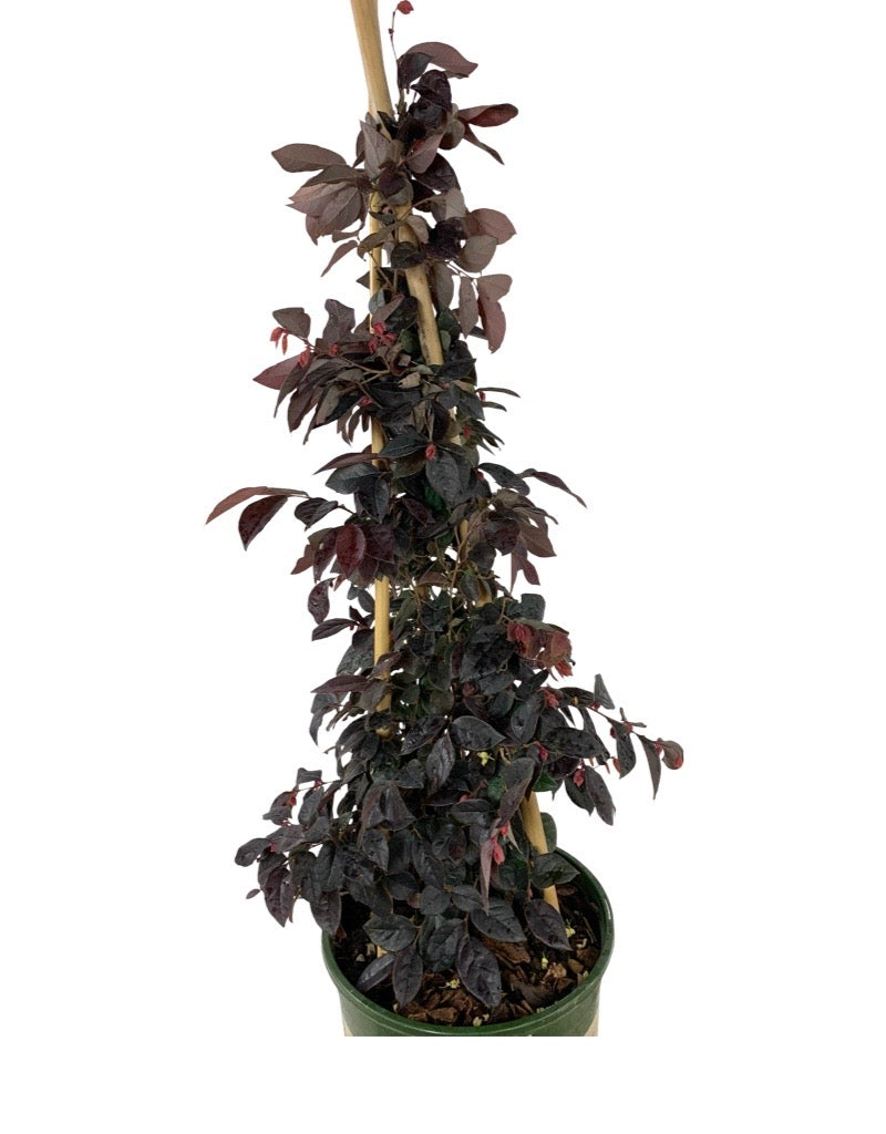 Loropetalum chinense 'Sizzling Pink'